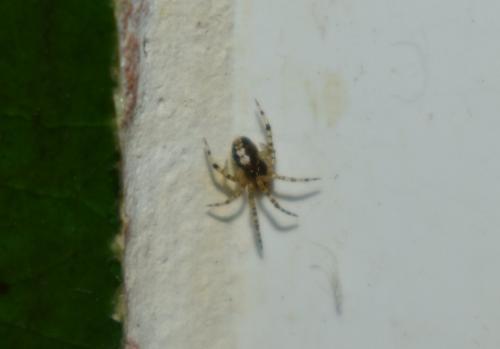 Theridion sp.